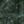 Evergreen, color 4 of 7