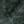 Evergreen, color 4 of 7