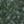 Evergreen, color 2 of 5
