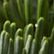 Magnolia Eucalyptus Centerpiece, One Color, swatch
