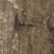 Mossy Oak Country Roots