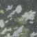 Queen Ann's Lace, color 1 of 1
