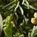 Evergreen Eucalyptus Wreath 24", One Color, swatch