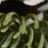 Evergreen Eucalyptus Centerpiece Large, One Color, swatch